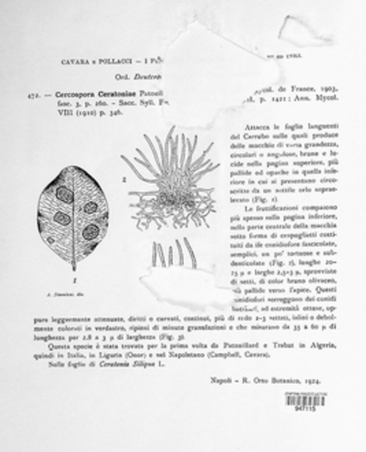 Pseudocercospora ceratoniae image